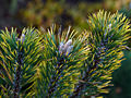 Pinus mugo Kokarde IMG_1838 Sosna kosodrzewina
